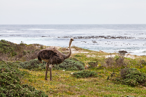 Ostrich birds in a grassland - Fotó, kép