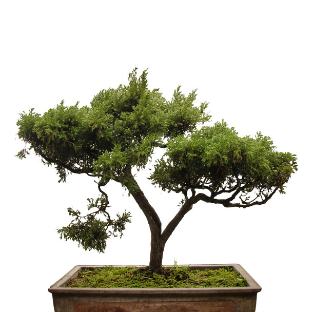 Chinese green bonsai tree on white background - Photo, Image