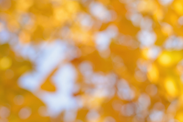 Blurred yellow leaves against the sky - 写真・画像