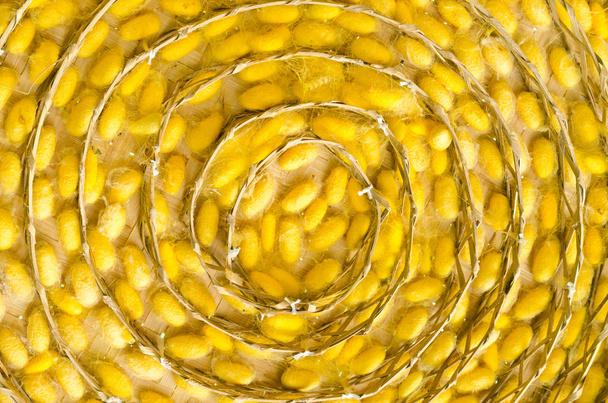 cocons de vers à soie jaunes dans les nids
 - Photo, image