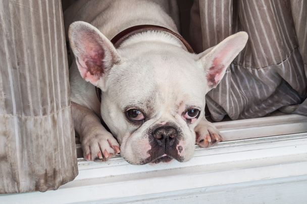 Lindo perro (Bulldog francés
) - Foto, imagen