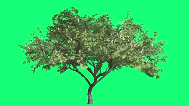 Koukku-Thorn Cromakey Senegalia Caffra Chroma Key Alfa Vihreä tausta Puu huojuu tuulen oksat kukat puiden lehdet Aurinkoinen kesä kevät
 - Materiaali, video