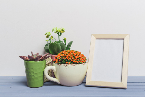 Succulents, house plants - Valokuva, kuva