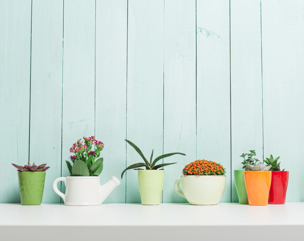 Succulents, house plants in colorful pots - Fotó, kép