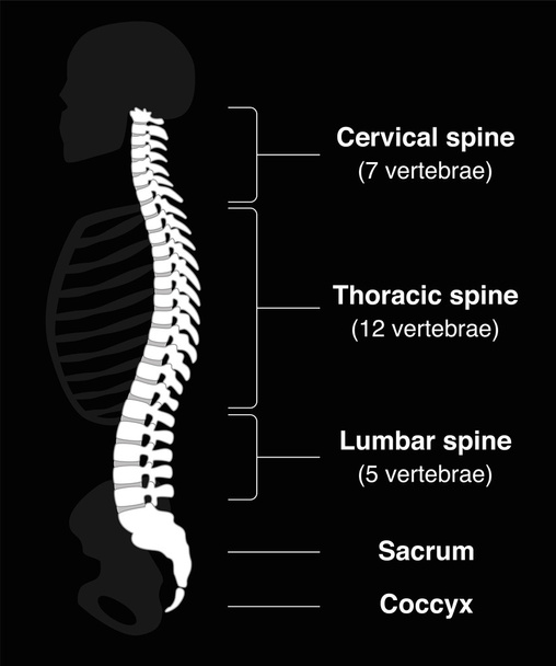 Espina dorsal Negro
 - Vector, imagen