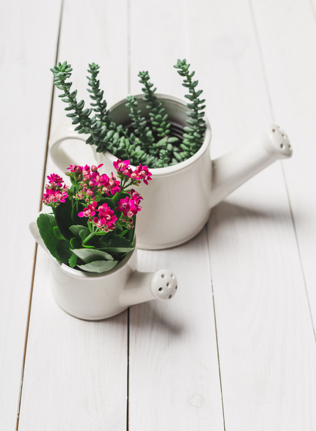 Succulents, house plants in colorful pots - Foto, Imagen