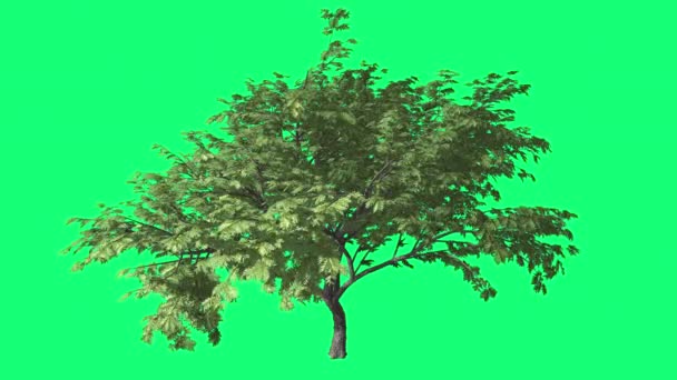 Hook-Thorn Cromakey Senegalia Caffra Chroma Key Alfa Arbre de fond vert Balancement aux branches du vent Feuilles Rayons de soleil En plein air Studio Été Printemps
 - Séquence, vidéo