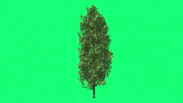 Cyprys dąb Chromakey Green Tree Chroma Key Alfa zielone tło cienkie wysokie drzewo kołysząc się w wiatr słońce promienie na zewnątrz Studio lato wiosna - Materiał filmowy, wideo