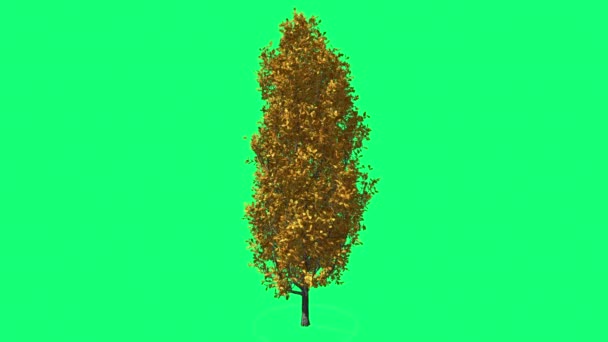 Cyprès Chêne Chromakey Green Tree Chroma Key Alfa Green Arrière-plan Automne Jaune Feuilles Balançant au Vent Soleil Rayons En Plein Air Studio
 - Séquence, vidéo