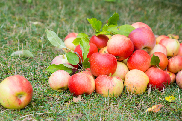A bunch of ripe apples on a grass - Фото, изображение