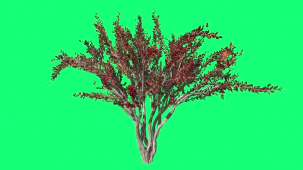 Gyászszalagot mirtusz Cromakey Lagerstroemia Chroma Key Alfa zöld háttér fa Bush imbolygott a szél piros levelek csapkodott ágak levelei ősszel - Felvétel, videó