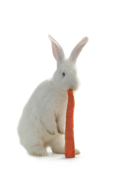 White rabbit with carrot - Fotó, kép
