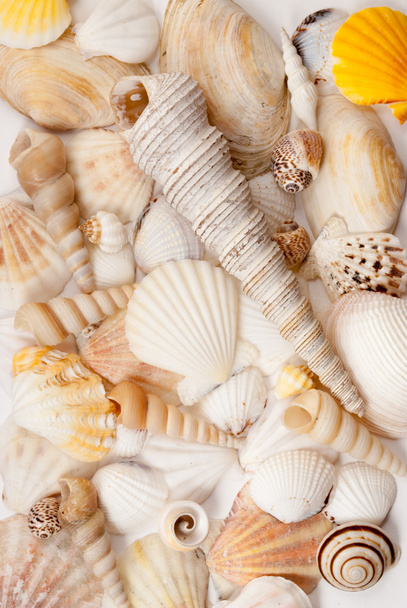 Seashells. - Photo, Image