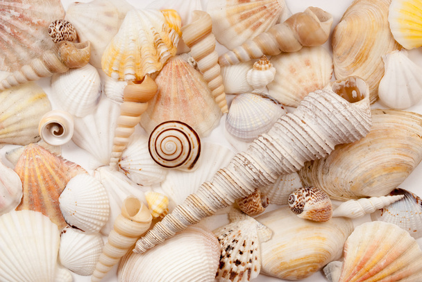 Seashells. - Photo, Image