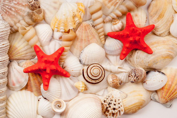 conchas marinas. - Foto, Imagen