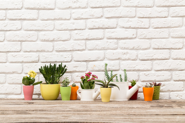 miniature succulent plants - Foto, imagen