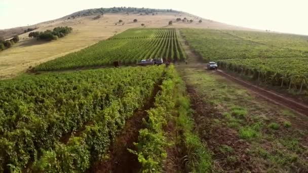 Mooie vallei met wijngaarden, luchtfoto - Video