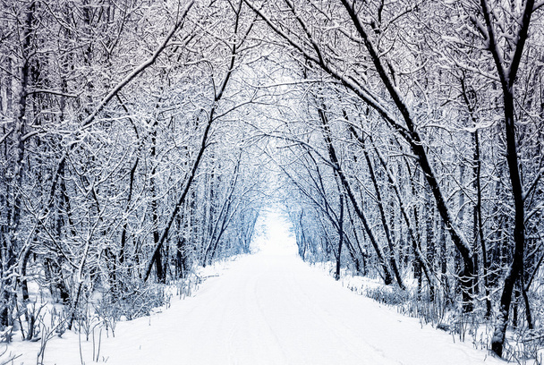 Winter forest alley with trees - Foto, afbeelding