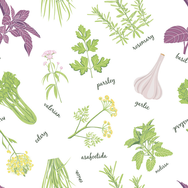 Herbs set seamless pattern. . - Vector, Imagen