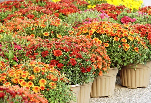 Μαμάδες πολύχρωμο κήπο προς πώληση - Φωτογραφία, εικόνα