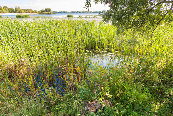 Bonito final del día de verano cerca del río Dnieper con lirios de agua Nuphar lutea y cañas Typha latifolia en el agua
 - Foto, Imagen