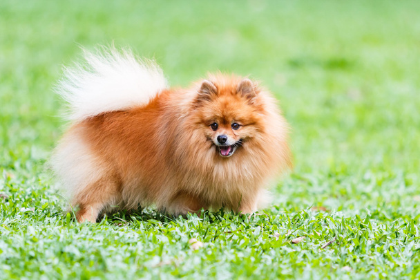 Perro de Pomerania de pie sobre hierba verde en el jardín
 - Foto, imagen