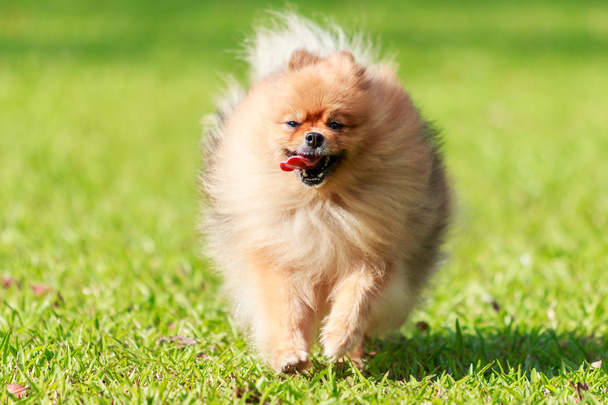 Pomerania perro corriendo en verde hierba en el jardín
 - Foto, imagen