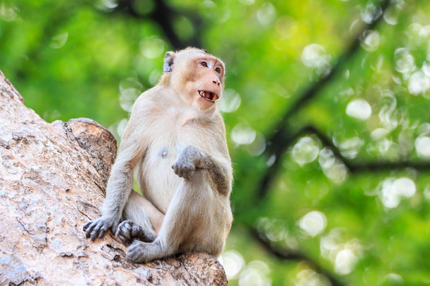 Μαϊμού (Καβούρι-φαγητό μακάκος) στο δέντρο στην Ταϊλάνδη - Φωτογραφία, εικόνα