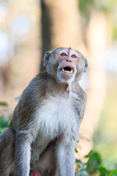 Mono (macaco come cangrejos) en Tailandia
 - Foto, imagen