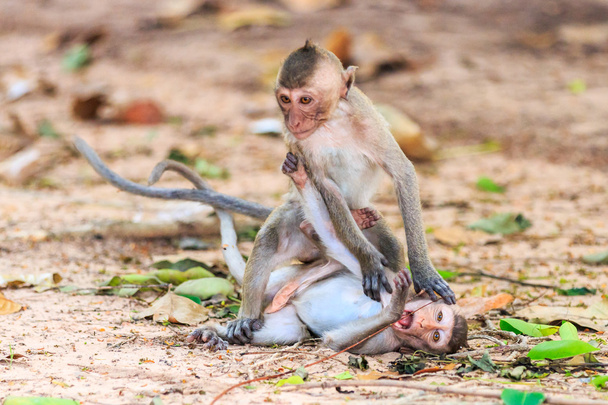 Monos (macaco come cangrejos) jugando en el suelo en Tailandia
 - Foto, imagen
