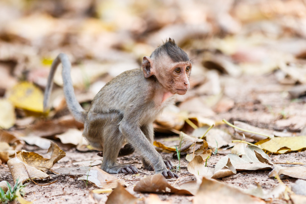 Pequeno macaco (Macaco que come caranguejo) no chão na Tailândia
 - Foto, Imagem