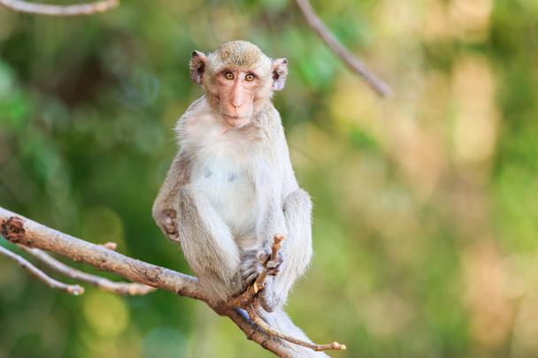 Małpa (Makak Jawajski) na drzewo w Tajlandii - Zdjęcie, obraz