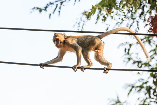 Monkey (Crab-eating macaque) on power cable in Thailand - Photo, Image