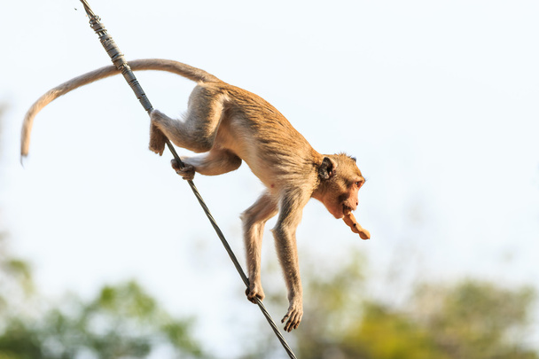 Małpa (Makak Jawajski) na kabel zasilający w Tajlandii - Zdjęcie, obraz