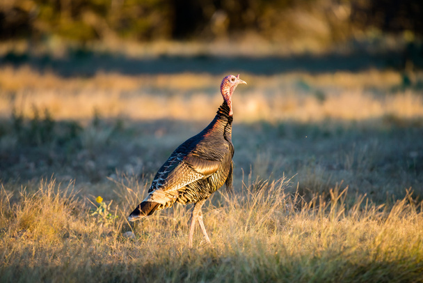 Texas Turkey Walking on Alert - Photo, Image