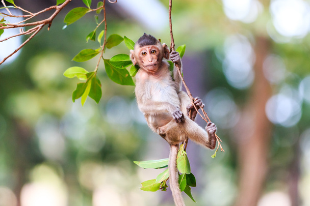 Małpki (Makak Jawajski) na drzewo w Tajlandii - Zdjęcie, obraz