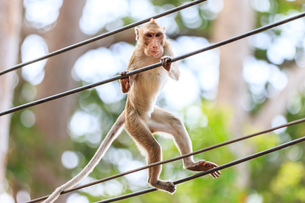Monkey (Crab-eating macaque) climbing on power cable in Thailand - Photo, Image