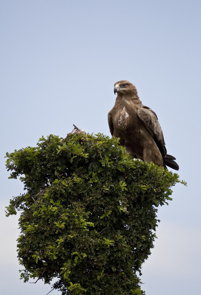 Золотий орел в Кенії - Фото, зображення