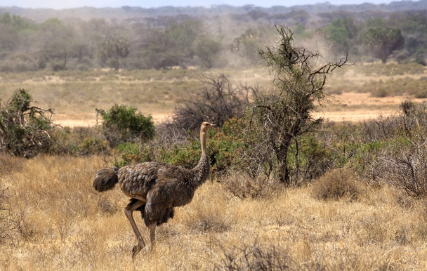 Africký pštros - Fotografie, Obrázek