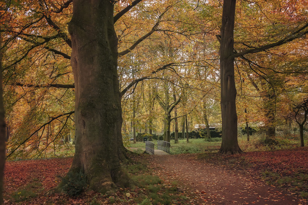 Antiguo parque en otoño
 - Foto, Imagen
