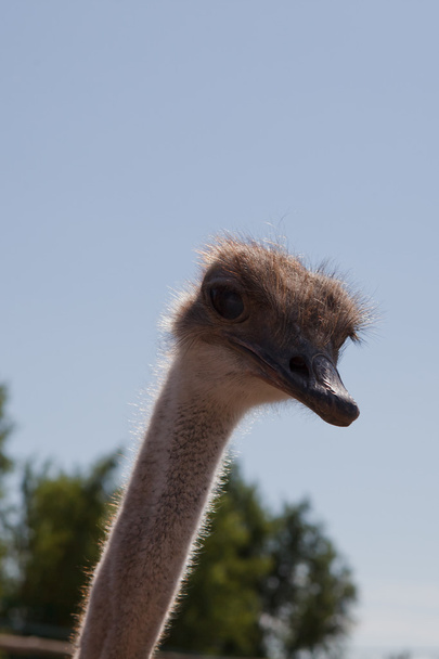 Retrato de uma avestruz - Foto, Imagem