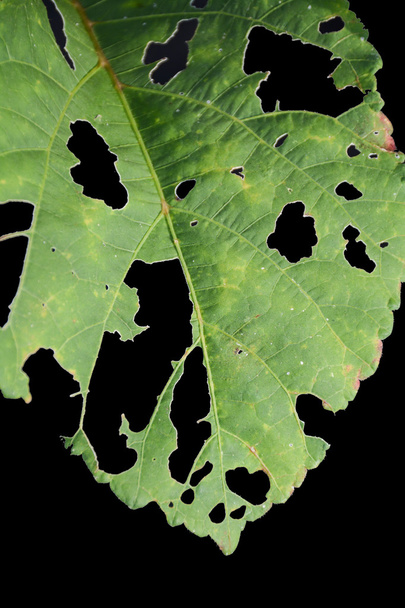 Okra leaf - Photo, Image