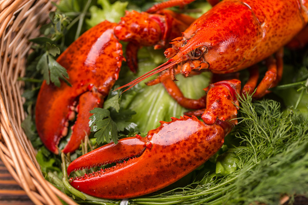 Lobster - Φωτογραφία, εικόνα