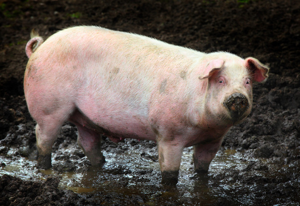 Вид сбоку на большую свинью на ферме
 - Фото, изображение