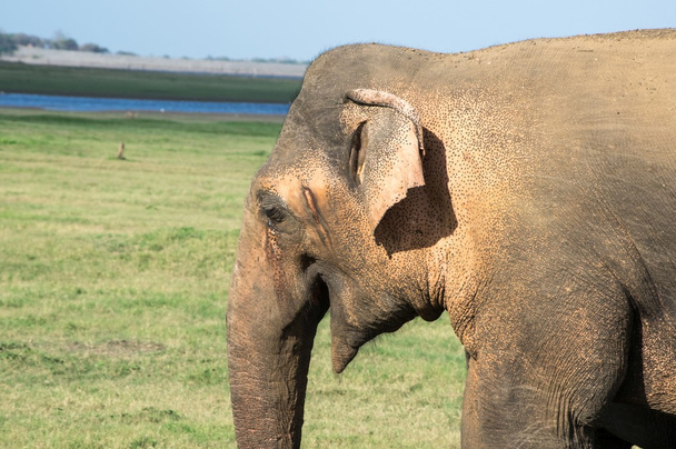 Nahaufnahme eines wilden Elefanten in Sri Lanka - Foto, Bild