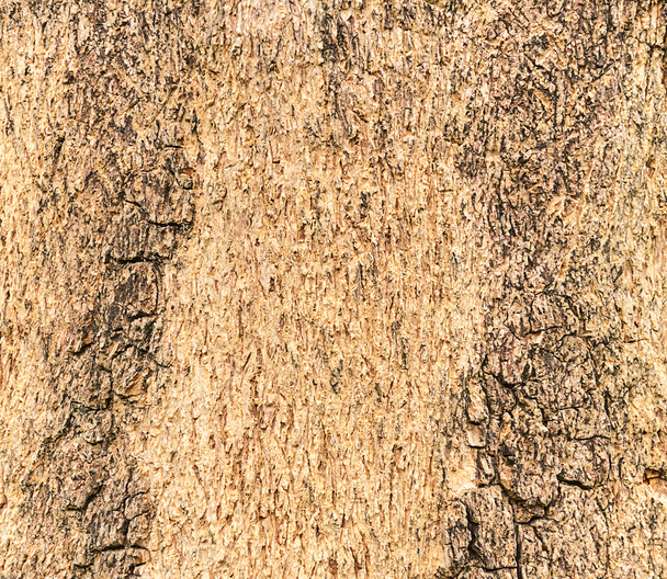Texture of a wood from tree - Photo, Image