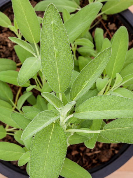 Alternative mediterranean medicinal plants Salvia officinalis or - Photo, Image