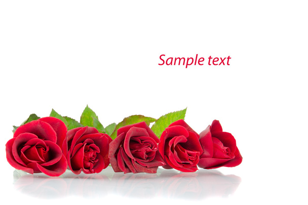 Red roses on the white - Foto, imagen