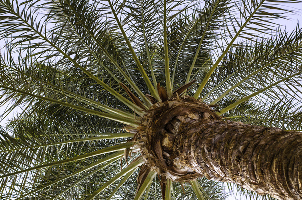 Gökte bir palmiye ağacı. - Fotoğraf, Görsel