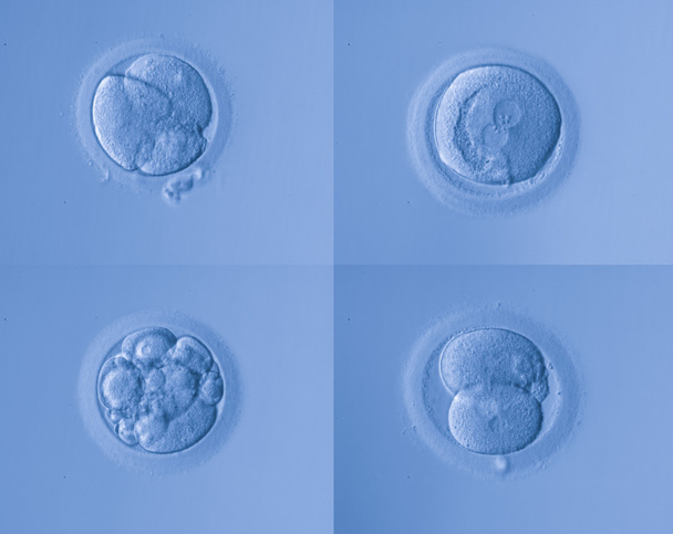 cell egg - Photo, Image
